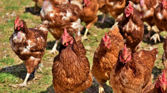 Terror en un pueblo por una invasión de pollos y gallinas salvajes