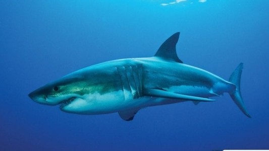 Grupos de tiburones sorprenden en la reapertura de las playas de Miami