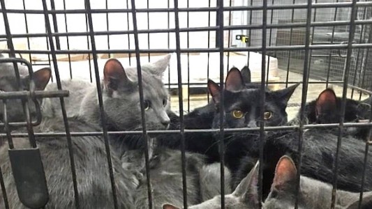 VIDEO: rescataron a 700 gatos que estaban por ser vendidos a restaurantes en China