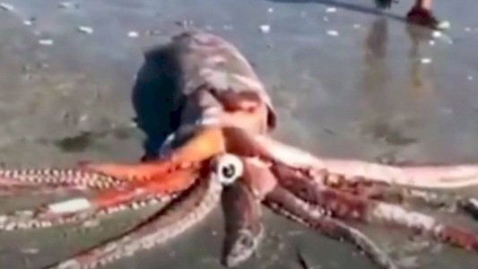 Paseaban por la playa y encontraron un calamar gigante de 200 kilos