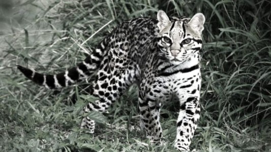 Indignación en Jujuy: denuncian la matanza de un ocelote