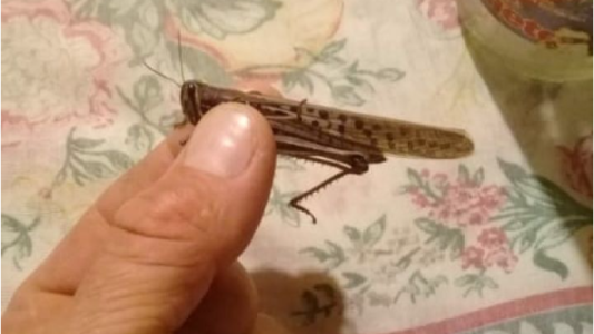 Video: Impresionante invasión de langostas en el norte santafesino