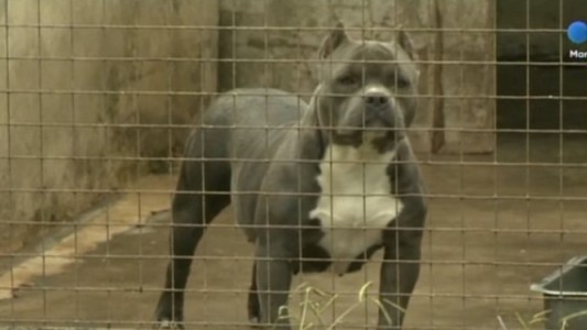 Una nena de dos años fue atacada en la cara por su pitbull