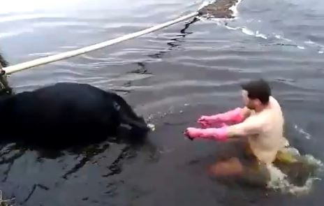 Video: Veterinario atendió a una vaca parturienta en el canal donde cayó