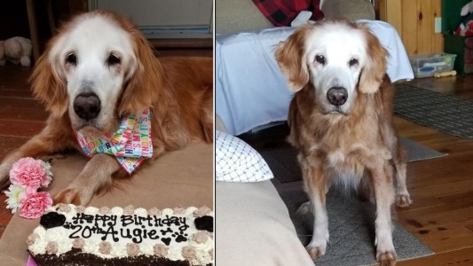 Cumplió años el golden retriever más longevo de la historia