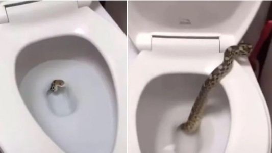 Gran susto: salió una serpiente del inodoro en su baño