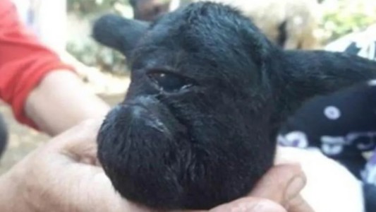 Conmoción por el nacimiento de una cabra negra con un solo ojo