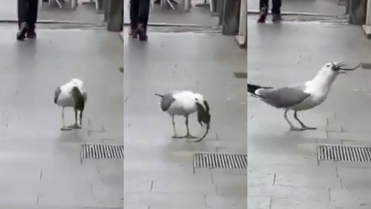 VIDEO: la gaviota que se devora una rata en segundos en pleno centro de Roma