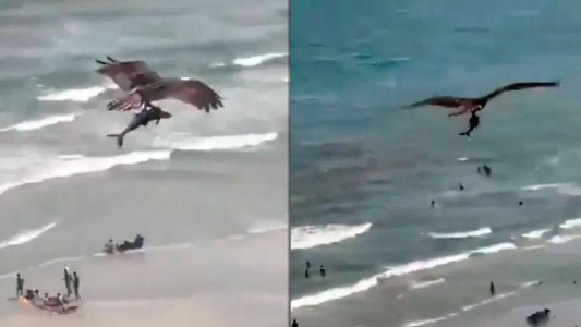 Video: el águila que pescó un tiburón y los paseó por toda la playa