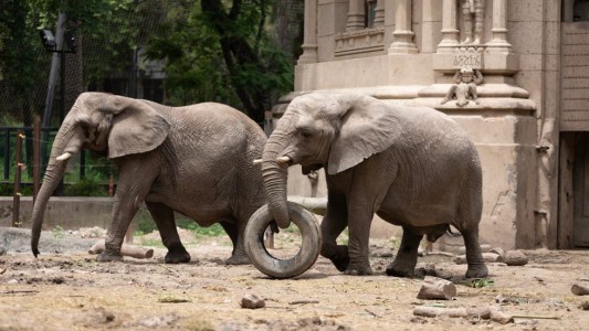 Las elefantas Kuky y Pupi comienzan su viaje del Ecoparque porteños al santuario en Brasil