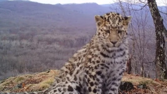 Estaba arreglando un camino forestal y fotografió al ejemplar de una especie en peligro de extinción