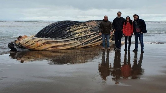 Dejarán en la playa el cuerpo de la ballena jorobada que apareció en el balneario Marisol