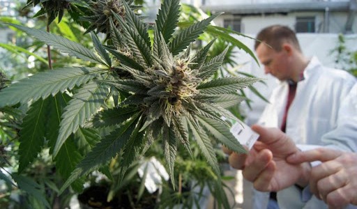 Buscan que el acceso al cannabis medicinal sea seguro y ordenado en Santa Fe