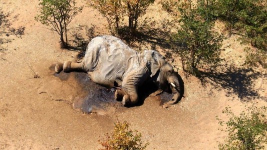 Investigan la misteriosa muerte de unos 300 elefantes en Botswana