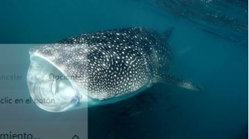 Un tiburón ballena espanta a turistas de una playa de Israel