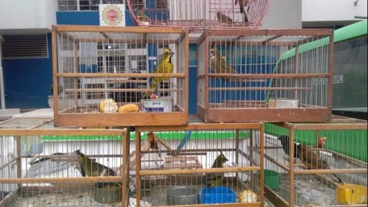 Incautaron más de 150 aves enjauladas para la venta en Villa María
