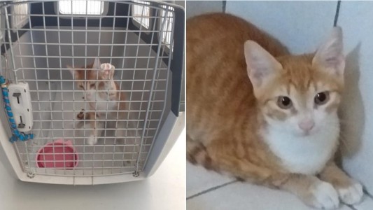 Ordenan cuarentena para el gato"migrante" que atravesó el Mediterráneo