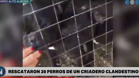 Criadero ilegal en Córdoba: Rescatan a 20 perros