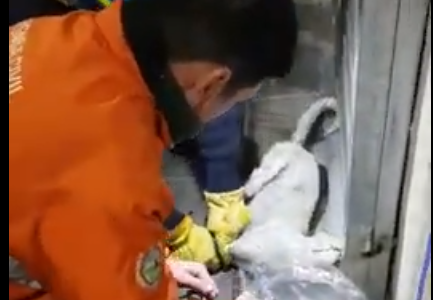 VIDEO: rescataron a un gatito de un incendio y lo reanimaron con oxígeno