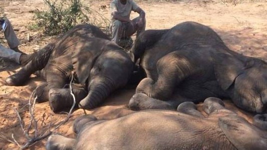 Revelan el misterio de la muerte de 300 elefantes en Botsuana