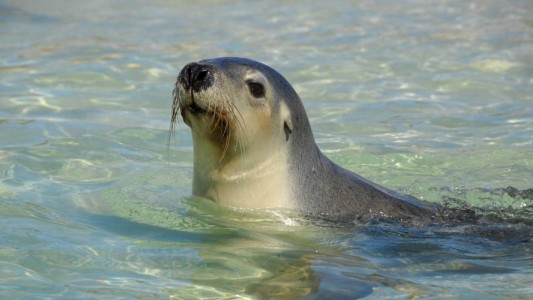 Video: golpearon a una foca hasta dejarla inconsciente para que los chicos pudieran sacarse fotos