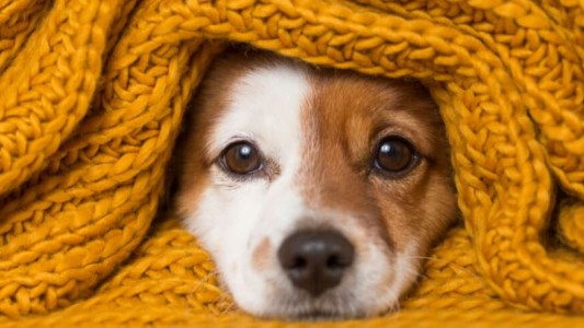 ¿Cómo cuidar a tu perro en invierno?