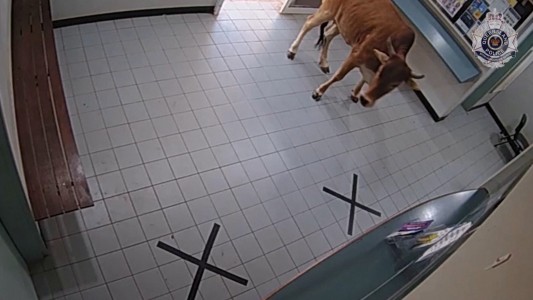 Una solitaria vaca australiana en una comisaría