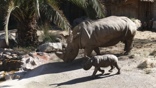 Video: presentaron a Anastasio, el primer rinoceronte blanco nacido en Latinoamérica