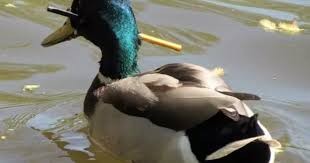 El pato que sobrevivió tres meses con una flecha clavada en la cabeza