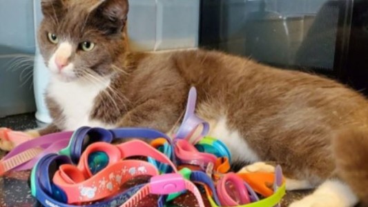 Una gata se escapa de su casa y vuelve con antiparras para su dueña