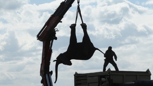 Hasta 11 años de prisión para cazadores furtivos de elefantes y rinocerontes en Malaui