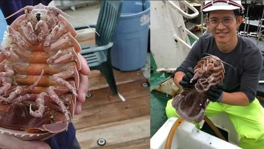 Hallaron una "cucaracha supergigante" a la que apodan "Darth Vader"