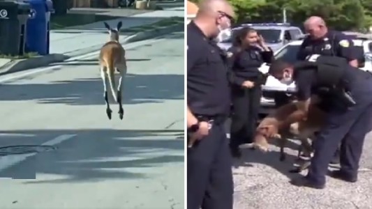 Tenía un canguro como mascota y se le escapó: la Policía tuvo que perseguirlo