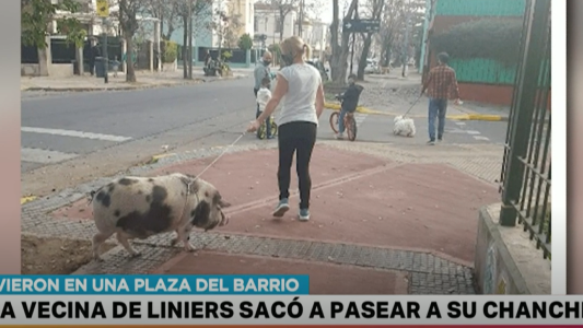 "Tutti", el chachito que convive con una familia en Liniers