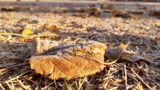 Viernes de heladas: ¿Cómo sigue el fin de semana?