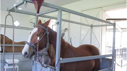 Arrancó el ensayo clínico con suero de caballos en pacientes con coronavirus