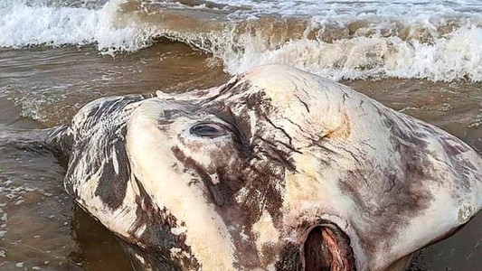 La terrorífica criatura que apareció en una playa de Australia y desconcierta a los científicos