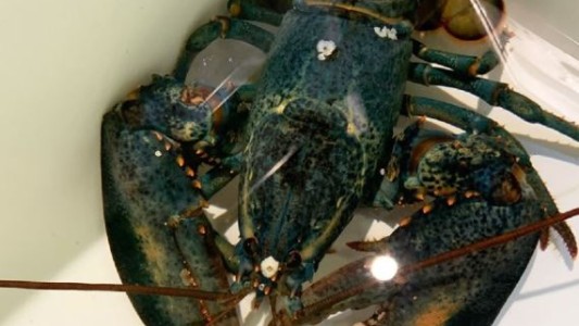 Aparece una extraña langosta azul en un restaurante de Estados Unidos