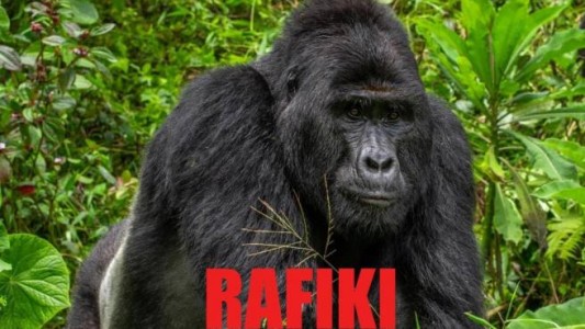 Condenaron a un cazador a 11 años de cárcel por matar al gorila "Rafiki"