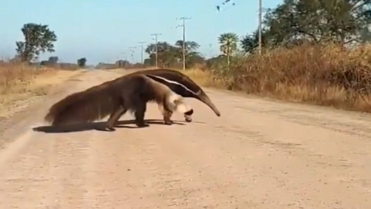 Video: la impactante imagen de un oso hormiguero paseando en el norte santafesino