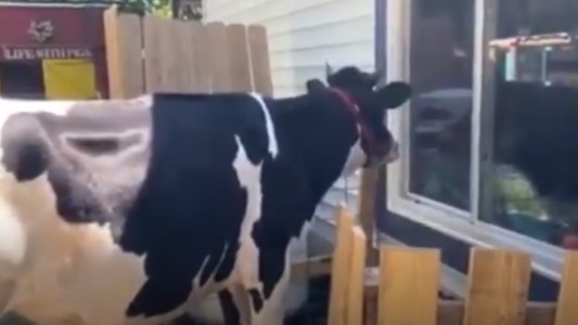 VIDEO: la vaca que muge a la ventana para que su dueño la abrace