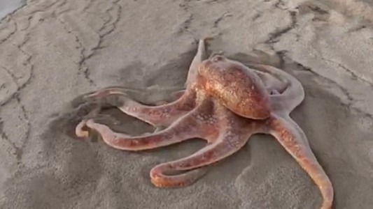 Video viral: la historia detrás del pulpo gigante que "pasea" por la playa
