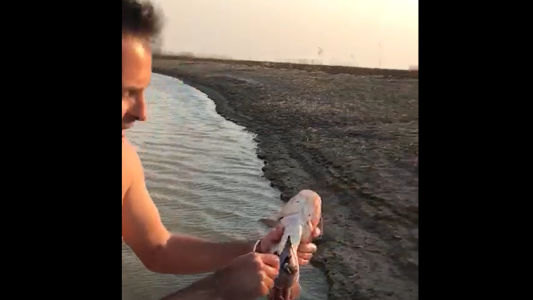 Bagres que comen ratas y nutrias que escapan del fuego, el desastre ambiental en el Paraná