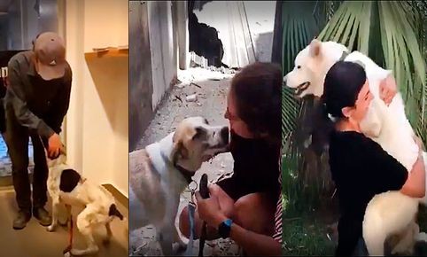 El emotivo reencuentro de mascotas con sus dueños tras la explosión en Beirut