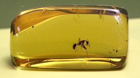 Hallaron un fósil de una "hormiga del infierno" en el momento en que se come una cucaracha