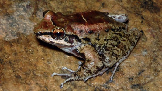 La curiosa rana brasileña que vive en un harén: le es fiel a dos hembras de su misma especie