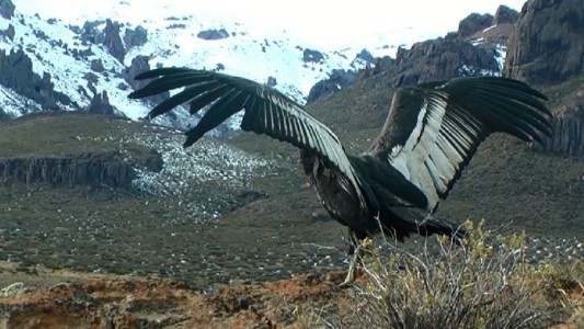 Liberaron un ejemplar hembra de cóndor andino en Bariloche que se encontraba intoxicado