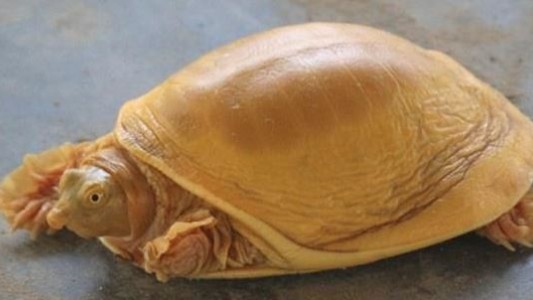 Apareció una tortuga dorada en Nepal y la recibieron como encarnación del dios Vishnú