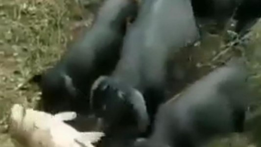 Video pura emoción: los cerdos que empujan a un pez al agua para salvarle la vida