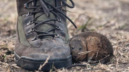 CONMOVEDORA FOTO: el ratón que escapa del fuego y se refugia en los pies de un brigadista